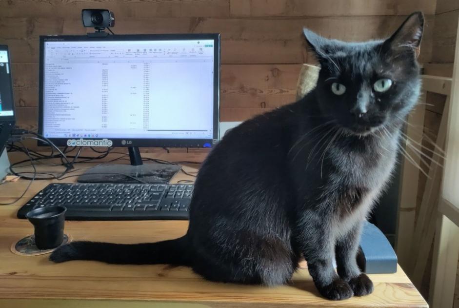 Vermisstmeldung Katze Männliche , 6 jahre Sonnaz Frankreich