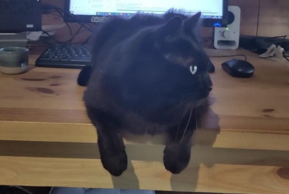 Vermisstmeldung Katze Männliche , 6 jahre Sonnaz Frankreich