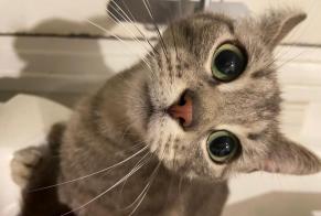 Fundmeldung Katze Weiblich Le Havre Frankreich