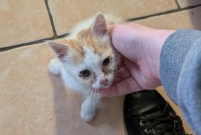 Fundmeldung Katze Unbekannt Saint-Mars-la-Brière Frankreich