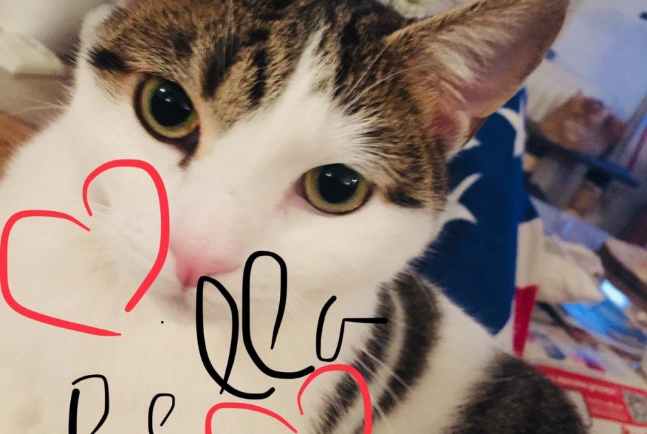 Vermisstmeldung Katze Weiblich , 5 jahre Tourcoing Frankreich