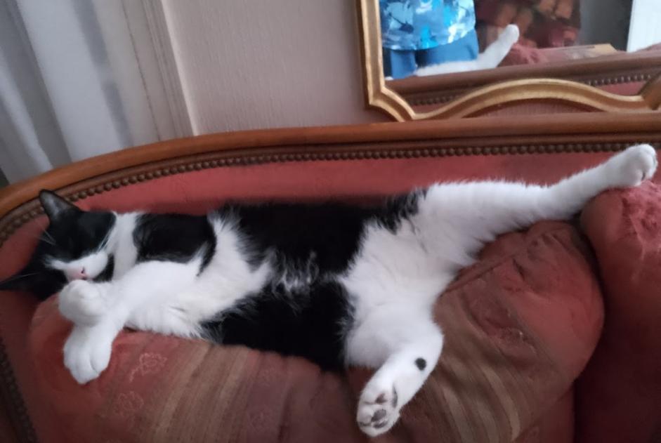 Vermisstmeldung Katze Männliche , 7 jahre Évreux Frankreich