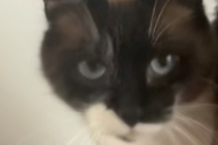 Vermisstmeldung Katze  Weiblich , 3 jahre Le Thillay Frankreich