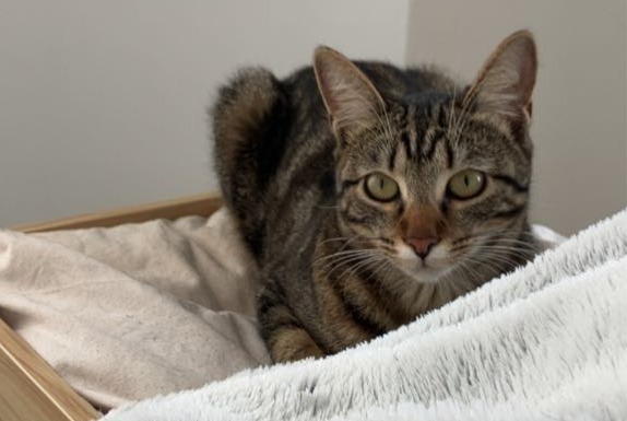Vermisstmeldung Katze  Weiblich , 1 jahre Paris Frankreich