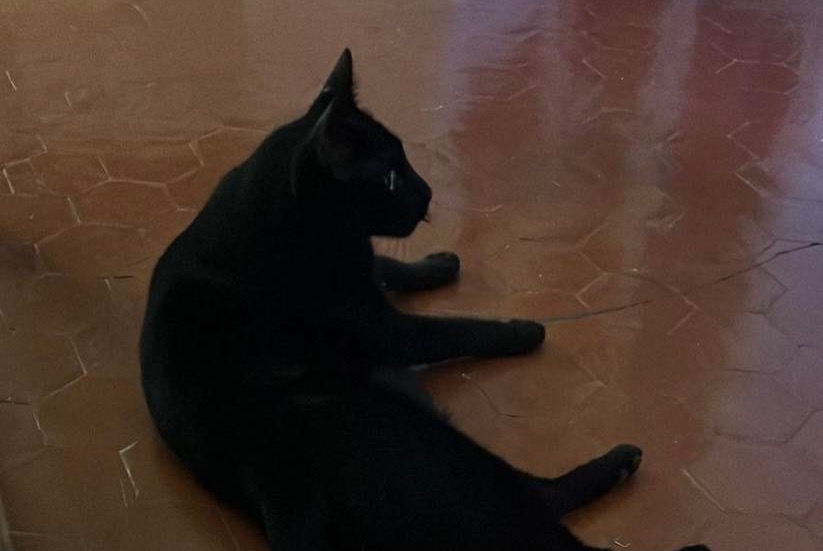 Vermisstmeldung Katze Männliche , 3 jahre Marseille Frankreich
