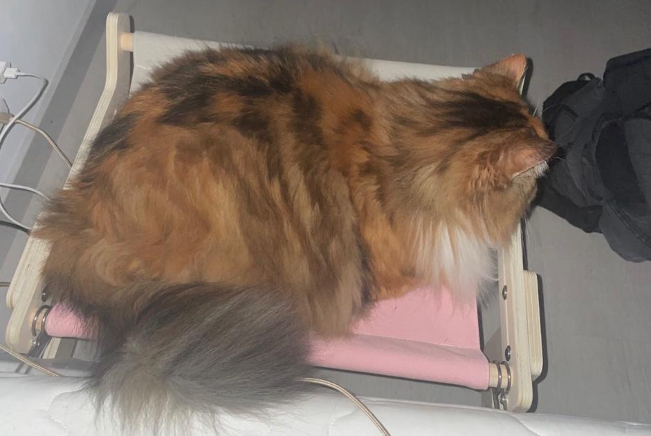 Vermisstmeldung Katze Weiblich , 8 jahre Billy-sous-Mangiennes Frankreich
