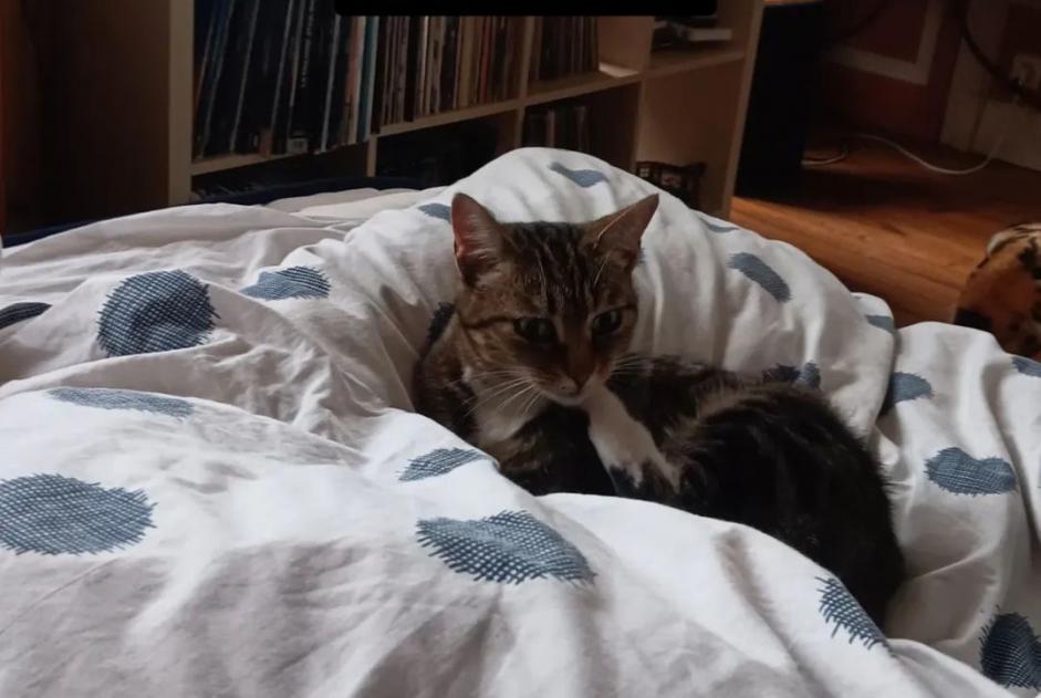 Vermisstmeldung Katze  Weiblich , 31 jahre Blangy-sur-Bresle Frankreich