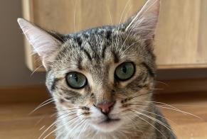 Vermisstmeldung Katze Männliche , 2 jahre Saint-Valérien Frankreich