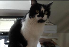 Vermisstmeldung Katze  Weiblich , 12 jahre Tours Frankreich