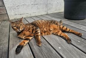 Vermisstmeldung Katze  Männliche , 6 jahre Bordeaux Frankreich