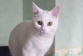 Vermisstmeldung Katze  Weiblich , 2 jahre Laneuveville-devant-Nancy Frankreich