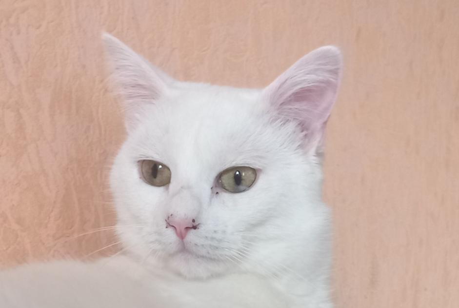 Vermisstmeldung Katze  Weiblich , 2 jahre Laneuveville-devant-Nancy Frankreich