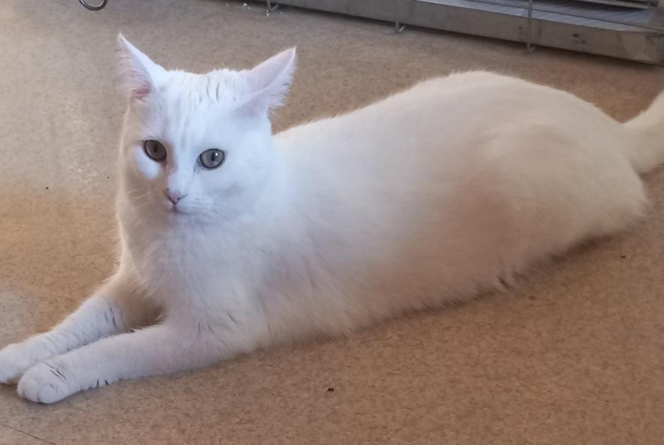 Vermisstmeldung Katze  Weiblich , 2 jahre Laneuveville-devant-Nancy Frankreich