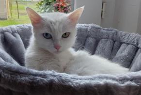 Vermisstmeldung Katze Weiblich , 9 jahre Salbris Frankreich