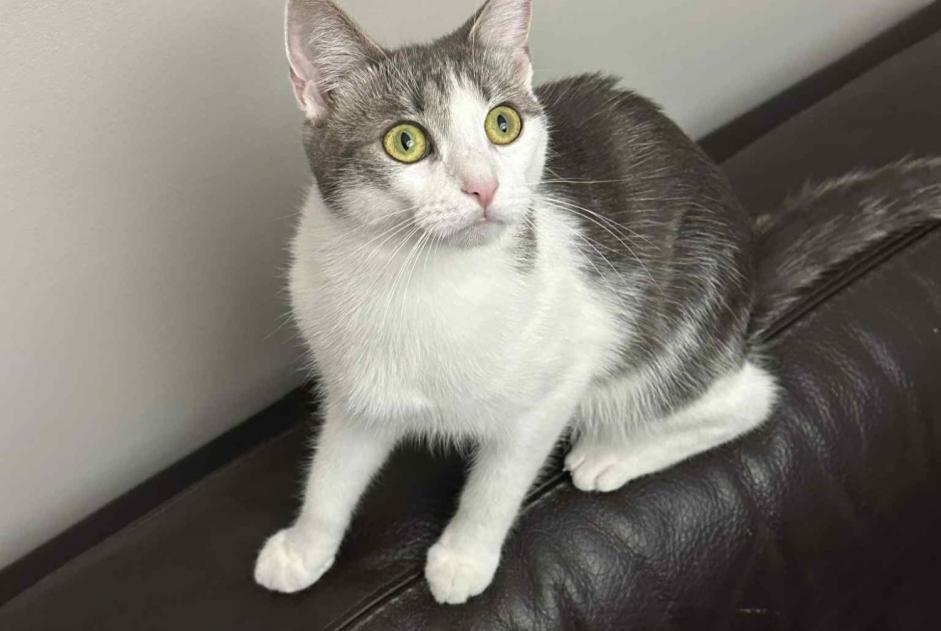 Vermisstmeldung Katze rassenmischung  Weiblich , 2 jahre Lyon Frankreich