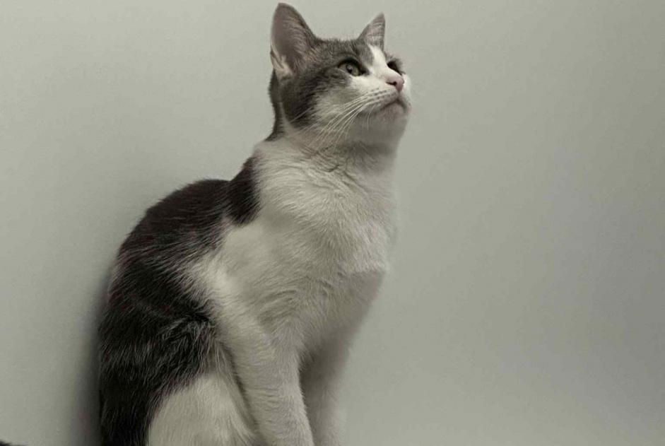 Vermisstmeldung Katze rassenmischung  Weiblich , 2 jahre Lyon Frankreich