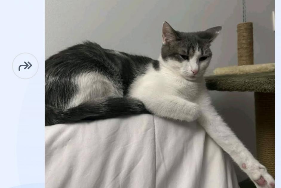 Vermisstmeldung Katze rassenmischung  Weiblich , 2 jahre Lyon Frankreich