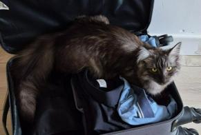 Vermisstmeldung Katze  Weiblich , 1 jahre Belfort Frankreich