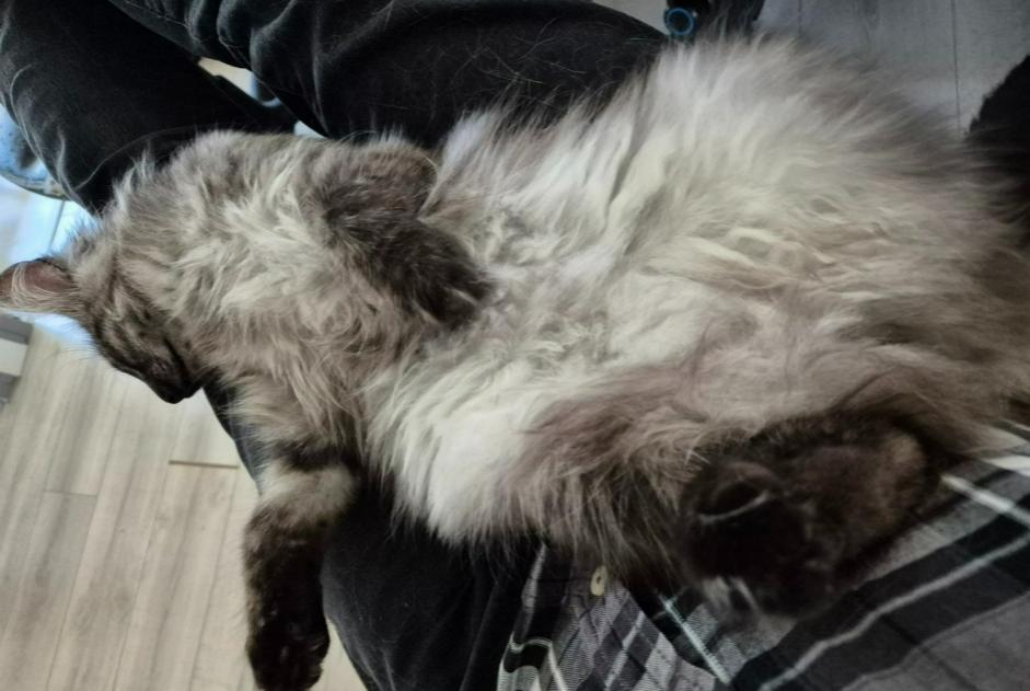 Vermisstmeldung Katze  Weiblich , 1 jahre Belfort Frankreich