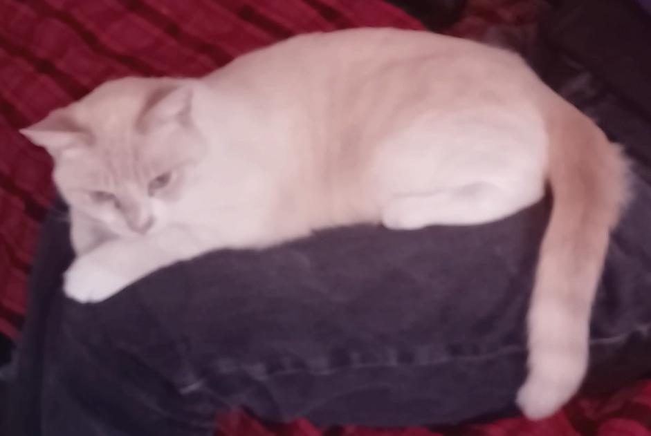 Vermisstmeldung Katze Weiblich , 4 jahre Cellettes Frankreich