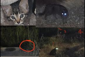 Fundmeldung Katze Unbekannt Nice Frankreich