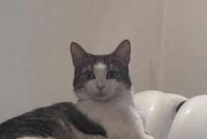 Vermisstmeldung Katze  Weiblich , 4 jahre Dijon Frankreich