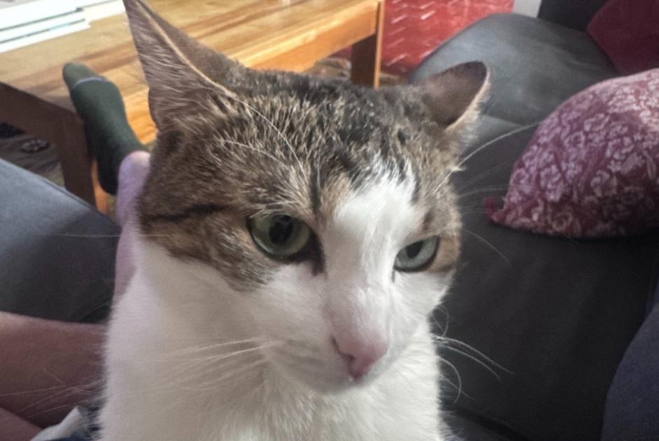 Vermisstmeldung Katze  Weiblich , 4 jahre Dijon Frankreich