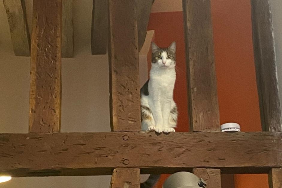 Vermisstmeldung Katze  Weiblich , 4 jahre Dijon Frankreich