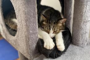 Vermisstmeldung Katze  Weiblich , 9 jahre Noisy-le-Sec Frankreich