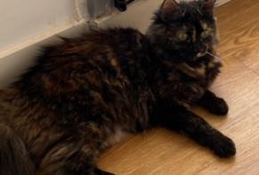 Vermisstmeldung Katze Weiblich , 3 jahre Béthune Frankreich