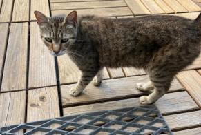 Vermisstmeldung Katze Männliche , 7 jahre La Roche-sur-Yon Frankreich