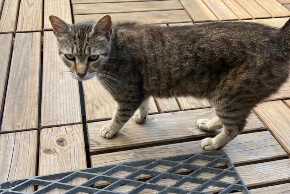 Vermisstmeldung Katze Männliche , 7 jahre La Roche-sur-Yon Frankreich