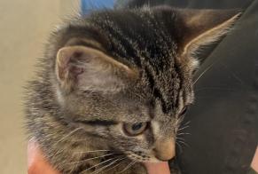 Fundmeldung Katze Männliche Athies Frankreich