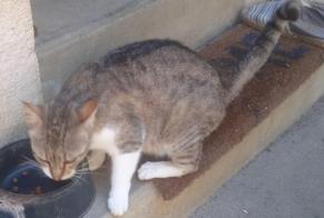 Fundmeldung Katze rassenmischung  Weiblich Hagetmau Frankreich