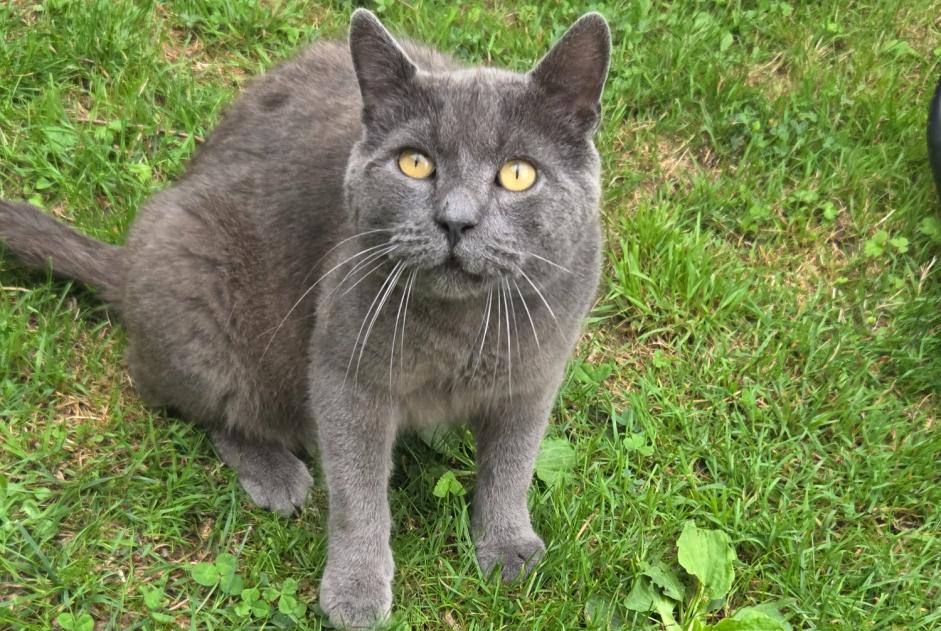 Fundmeldung Katze Männliche Clairoix Frankreich