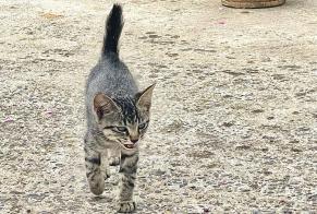 Fundmeldung Katze Männliche Pont-Scorff Frankreich