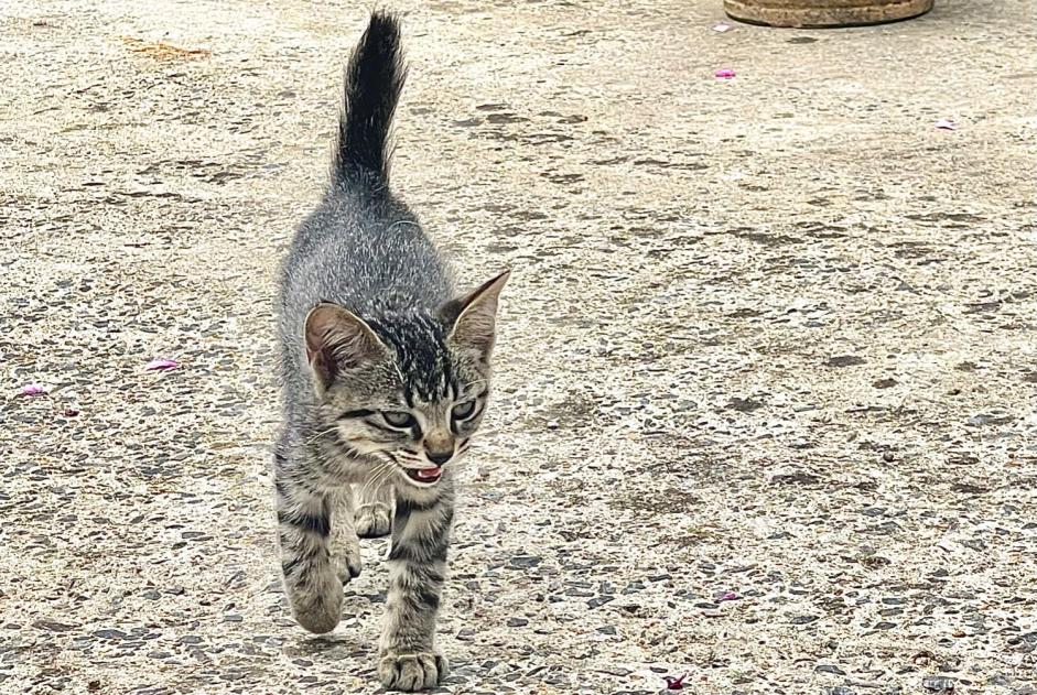 Fundmeldung Katze Männliche Pont-Scorff Frankreich