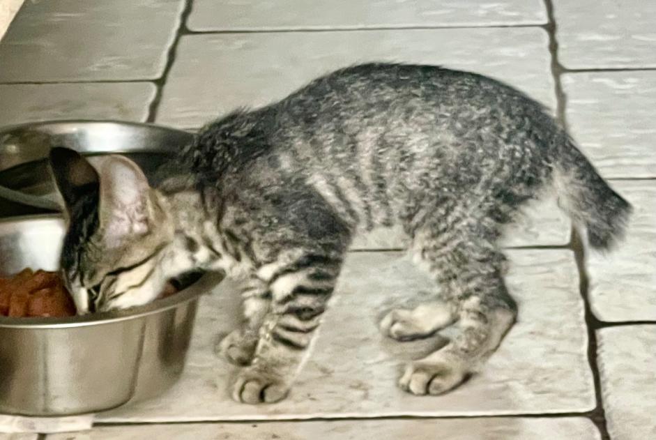 Fundmeldung Katze Männliche Pont-Scorff Frankreich