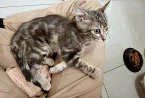 Fundmeldung Katze Weiblich Malakoff Frankreich