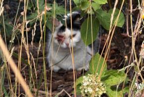 Fundmeldung Katze rassenmischung  Unbekannt Wattignies Frankreich