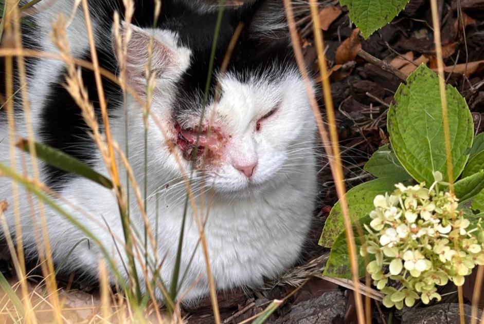 Fundmeldung Katze rassenmischung  Unbekannt Wattignies Frankreich