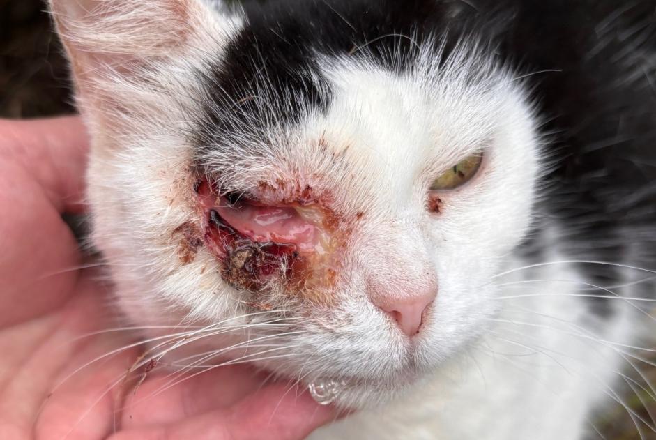 Fundmeldung Katze rassenmischung  Unbekannt Wattignies Frankreich