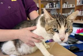 Fundmeldung Katze Männliche Boncourt Frankreich