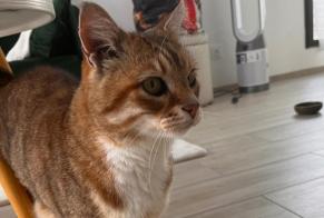 Fundmeldung Katze Unbekannt Fontainebleau Frankreich
