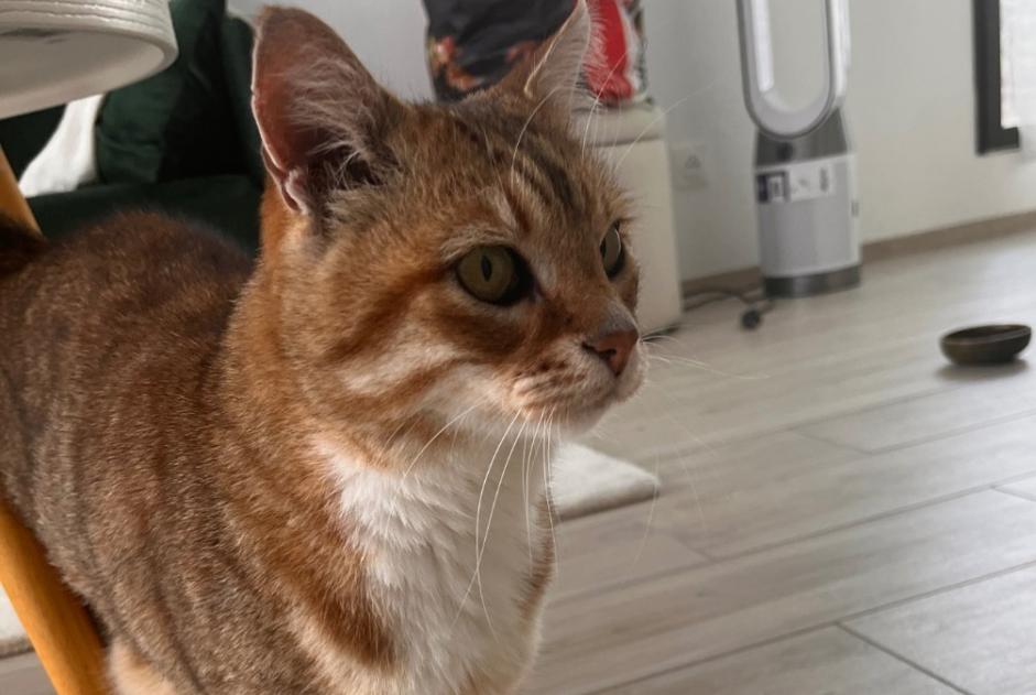 Fundmeldung Katze Unbekannt Fontainebleau Frankreich