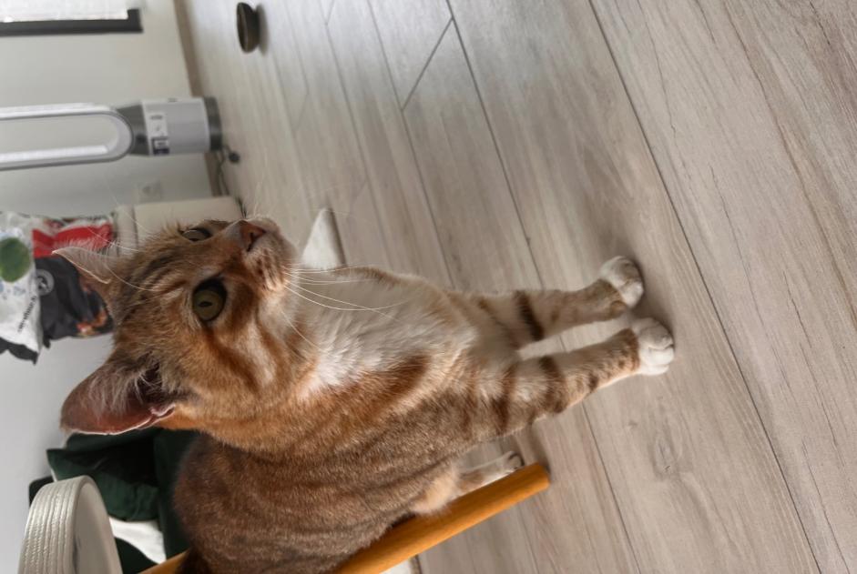 Fundmeldung Katze Unbekannt Fontainebleau Frankreich