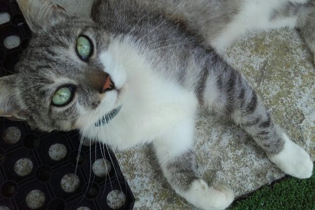 Disappearance alert Cat Male , 8 years Saint-Léonard-de-Noblat France