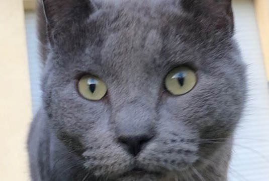 Disappearance alert Cat  Female , 11 years L'Escarène France