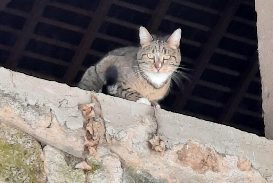 Disappearance alert Cat miscegenation  Female , 5 years Marigny-l'Église France