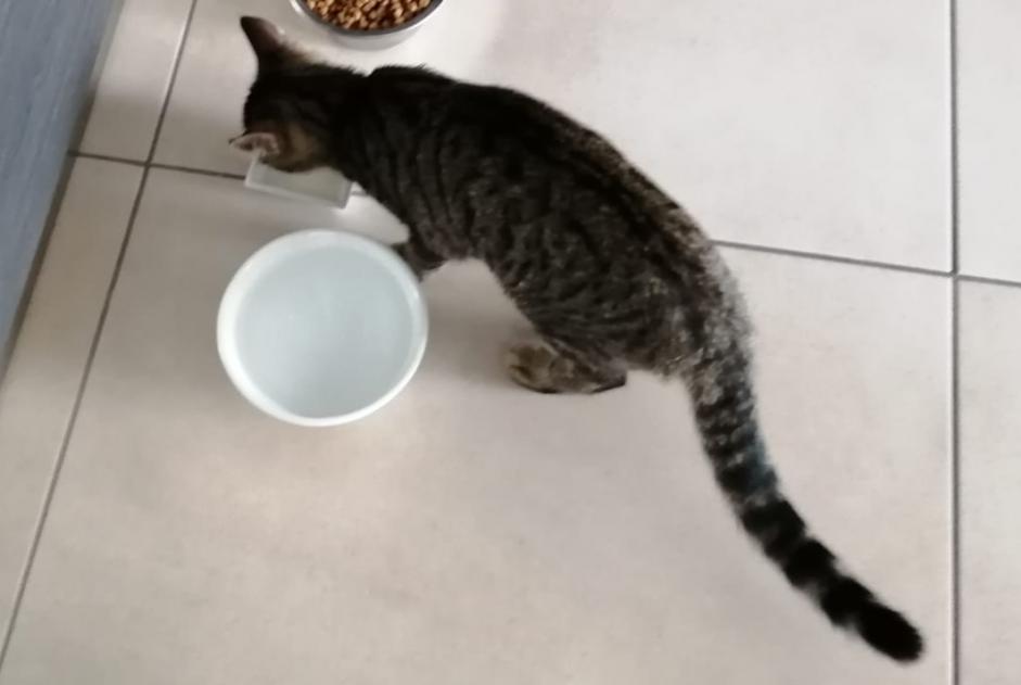 Disappearance alert Cat Female , 5 years Oytier-Saint-Oblas France